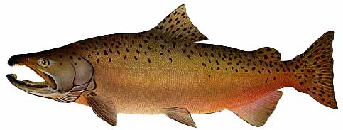 picture of chinook fish